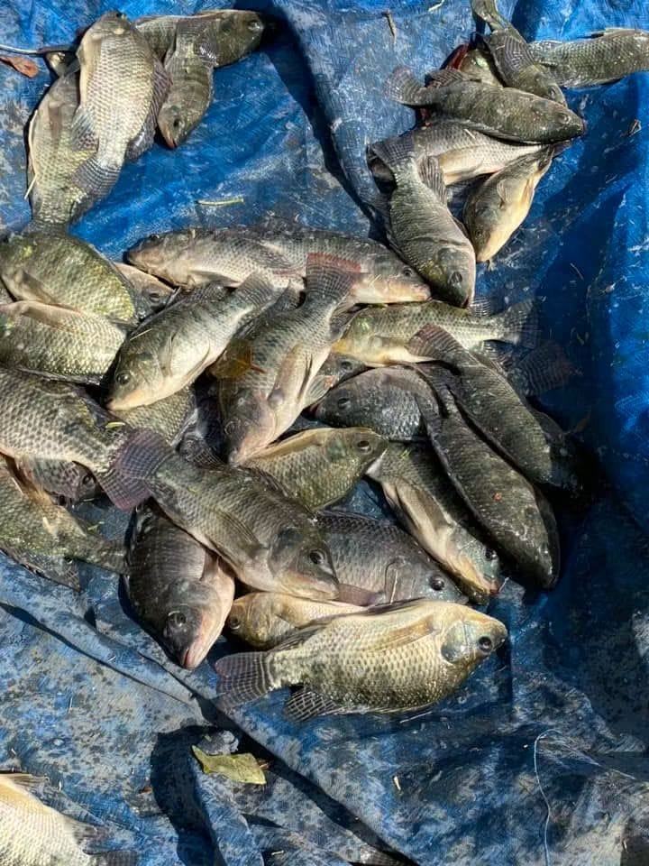 Mojarra recién cosechada de nuestros estanques