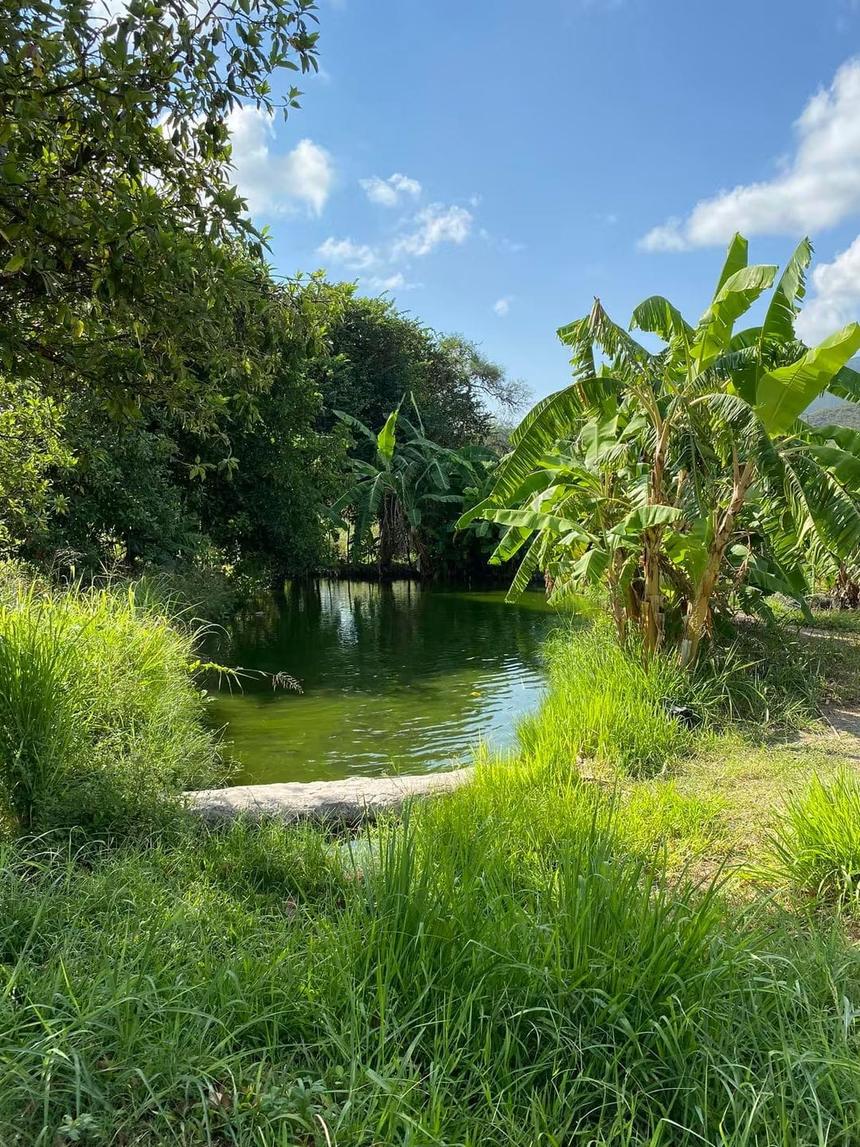 Uno de nuestros estanques, con palmeras y agua limpia